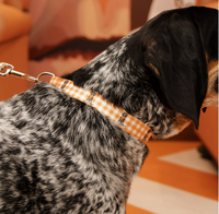 Bluetick Coonhound Gingham Dog Collar